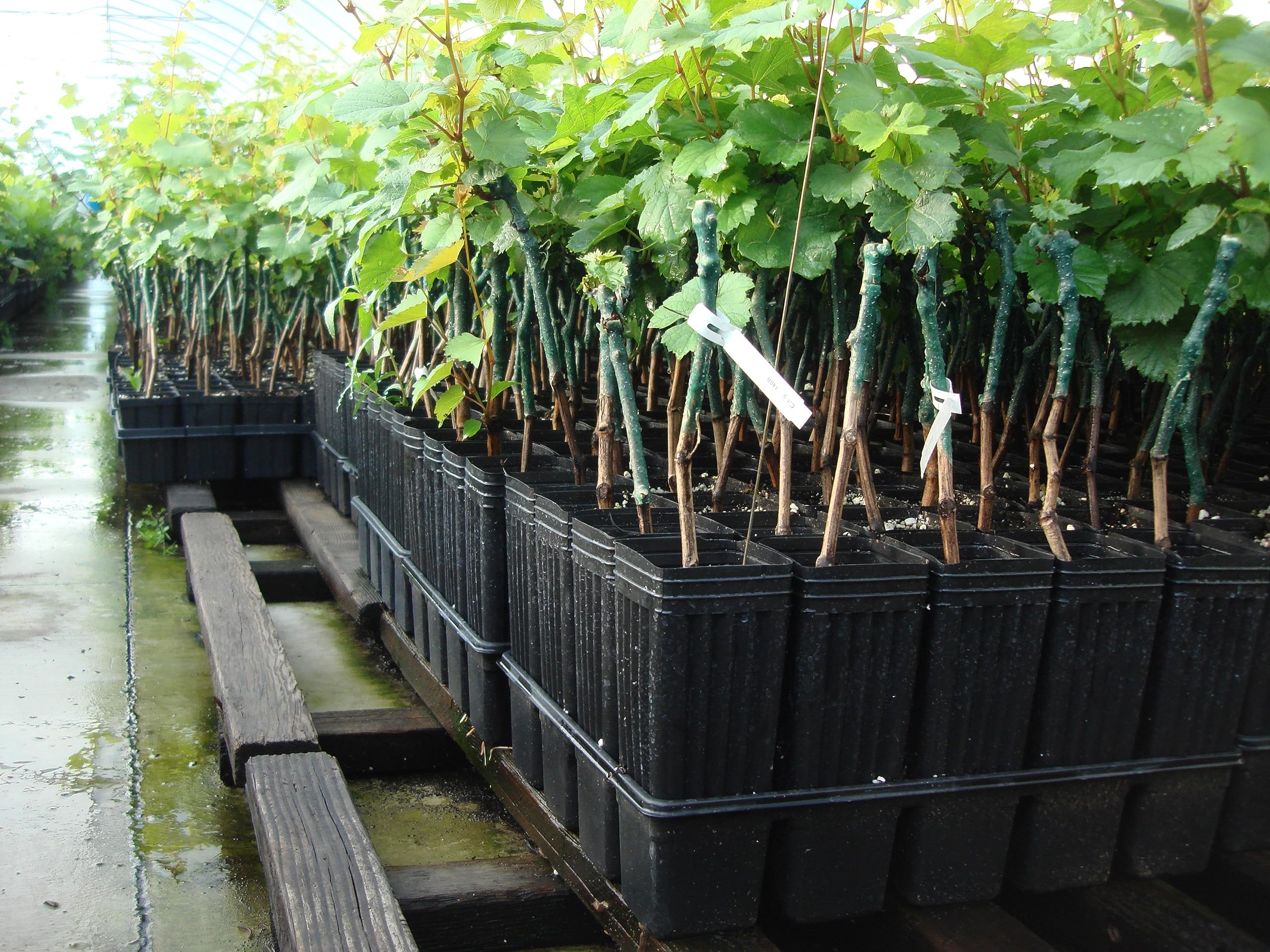 Amazon.com: Stuewe & Sons – MT38 Mini Treepot – 3” x 8